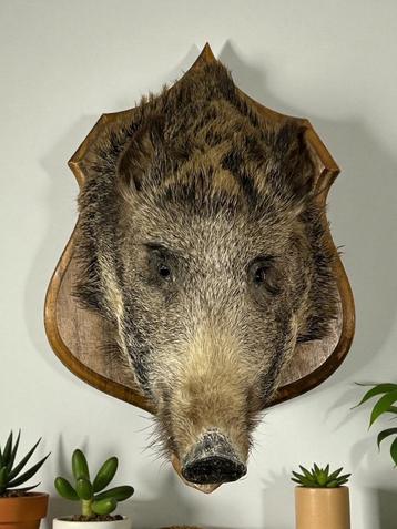 Wild zwijn kop opgezet jachttrofee everzwijn # 9529 beschikbaar voor biedingen