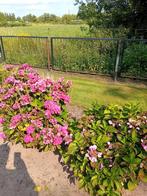 Hortensia's, Ophalen