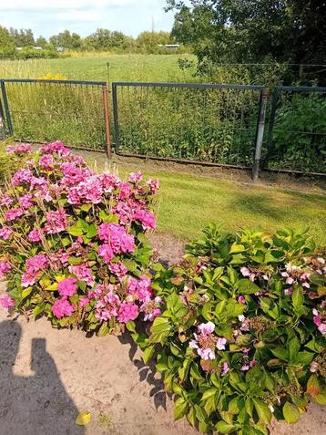Hortensia's  beschikbaar voor biedingen