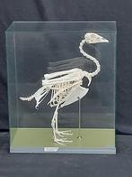Gemonteerd skelet van een roodhals Gans, Ophalen, Zo goed als nieuw, Vogel, Overige typen