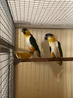 Bewezen koppel zwartkop caiques, Dieren en Toebehoren, Vogels | Parkieten en Papegaaien, Meerdere dieren, Papegaai