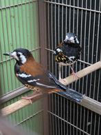 koppel japanse lijsters + koppel kastanjerug lijsters, Dieren en Toebehoren, Vogels | Overige Vogels, Meerdere dieren, Tropenvogel