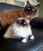 Prachtige Ragdoll Kittens verwacht! - uit kampioenslijnen., Dieren en Toebehoren, Poes, Ontwormd