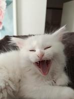 Leuke lieve fluffie Britse langhaar/ Maine Coon kittens, Dieren en Toebehoren, Katten en Kittens | Raskatten | Langhaar, Poes