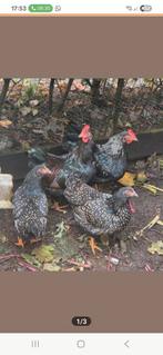 Kippen, Dieren en Toebehoren, Pluimvee