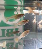 Hobbyaquarium Poec Ret Snow White vrouwen / guppy, Vis, Zoetwatervis, Schoolvis