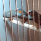 ZEBRAVINKEN/DIV.KLEUREN-5 KOPPELS+5 MAN/NU  VOOR 55,=, Dieren en Toebehoren, Meerdere dieren, Tropenvogel