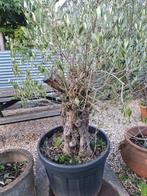 Spaanse olijfboom, Bloeit niet, 100 tot 250 cm, Olijfboom, Ophalen