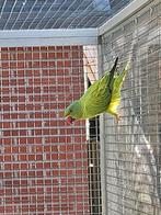 Groene opaline/ witkopwistaart halsbandparkiet, Dieren en Toebehoren, Vrouwelijk, Parkiet, Geringd