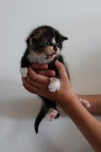 Mooie lapjeskitten te koop!, Kater