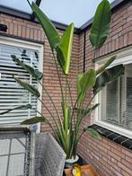 Paradijsvogelplant, Ophalen, 200 cm of meer, Halfschaduw, In pot