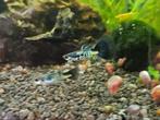 Galaxy blue tail guppy’s, Dieren en Toebehoren, Vissen | Aquariumvissen, Vis