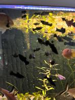 Black Molly, Dieren en Toebehoren, Vis