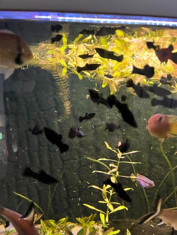 Black Molly beschikbaar voor biedingen