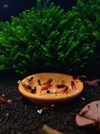 Cameroon aquarium mos – zeldzaam aquarium mos, Ophalen of Verzenden, Nieuw, Plant(en), Steen of Hout