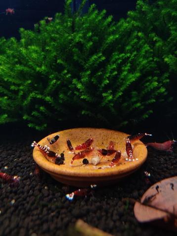 Cameroon aquarium mos – zeldzaam aquarium mos beschikbaar voor biedingen