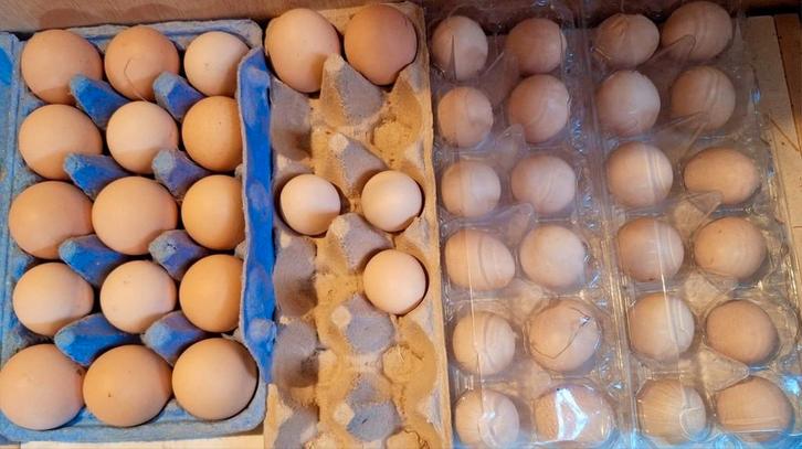 Nu met korting! Brahma krul broedeieren!, Dieren en Toebehoren, Pluimvee | Toebehoren, Nieuw, Overige typen, Ophalen of Verzenden
