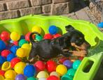 Black and Tan Jack russel pup uit geteste ouders, Dieren en Toebehoren, Honden | Jack Russells en Terriërs, Jack Russell Terriër
