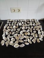 90 x Oesterschelpen maat S/M (4 t/m 6cm) gewassen/gespoeld., Ophalen of Verzenden, Schelp(en)