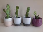 leuke cactussen in potje, Ophalen, Cactus, Minder dan 100 cm
