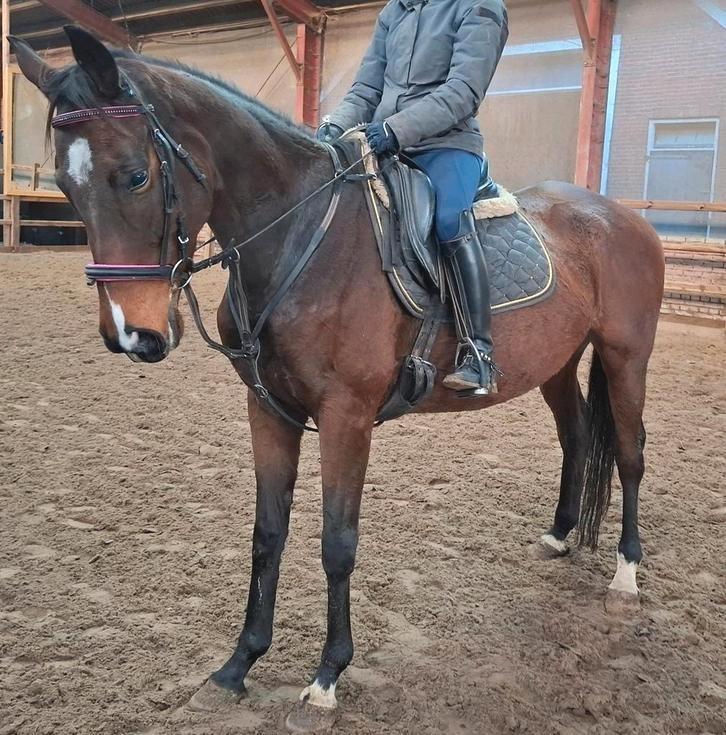 Brave 5 jr allrounder van ca 1,65(recreatie-manege-sport), Dieren en Toebehoren, Paarden, Merrie, B, 160 tot 165 cm, 3 tot 6 jaar