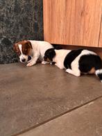 Te koop Jack russel pups, Dieren en Toebehoren, Honden | Jack Russells en Terriërs, Rabiës (hondsdolheid), Jack Russell Terriër