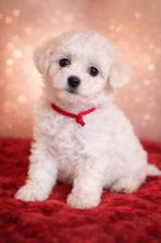 # Prachtige Bichon Frise puppies #, Parvo, Nederland, Overige rassen, 8 tot 15 weken