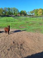 1 alpacahengst te koop, Dieren en Toebehoren, Overige Dieren, Mannelijk