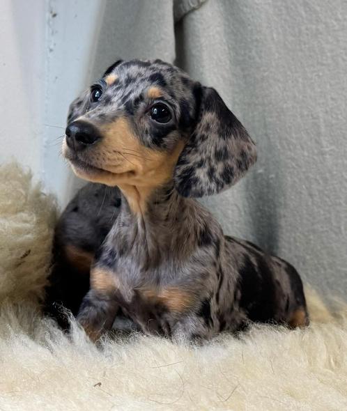 teckel pups, Dieren en Toebehoren, Honden | Teckels en Dashonden, Meerdere dieren, Korthaar, Dwerg, Fokker | Professioneel, Meerdere