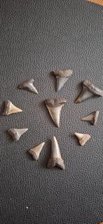 Fossiele Haaientand Hastalis - Mill/Langenboom, Ophalen of Verzenden, Fossiel