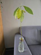 Avocado Plantje - Zelf gekweekt!, Ophalen
