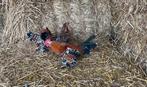 Mooie sabelpoot trio’s, Dieren en Toebehoren, Meerdere dieren, Kip