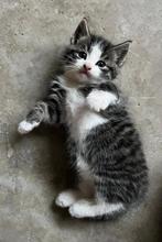 Lieve, speelse kittens, Meerdere dieren, Kortharig, 0 tot 2 jaar