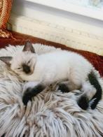 Long haired Kittens for adoption!, Dieren en Toebehoren, Katten en Kittens | Raskatten | Langhaar, Meerdere dieren, 0 tot 2 jaar