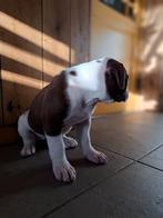 2 lieve Amerikaanse Bully's puppy's, Dieren en Toebehoren, Parvo, Overige rassen, 8 tot 15 weken, Meerdere