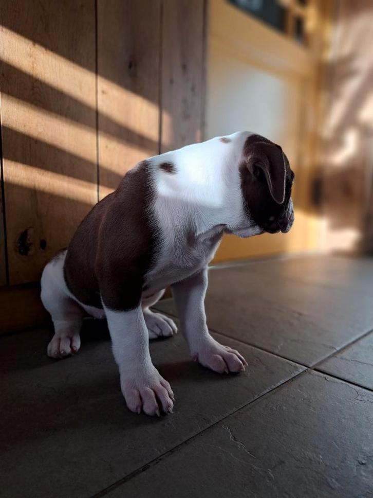 Lieve en mooie Amerikaanse Bulldog puppy, Dieren en Toebehoren, Honden | Bulldogs, Pinschers en Molossers, Meerdere dieren, Overige rassen