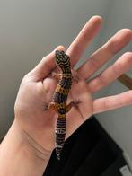 0.1 luipaardgekko 2025, Dieren en Toebehoren, Hagedis, 0 tot 2 jaar