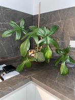 Plantjes, Overige soorten, In pot, Minder dan 100 cm, Groene kamerplant