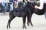 Jaarling NMPRS merrie, zwart roan, Dieren en Toebehoren, Merrie, A pony (tot 1.17m), Met stamboom, 0 tot 2 jaar