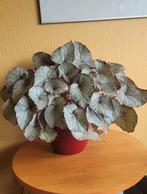 Hawaiian silver Grote begonia 60 cm breed, Ophalen of Verzenden, Halfschaduw, Minder dan 100 cm