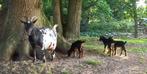 Dwerggeit black&tan stippel met 3 lammetjes CAE en CL-vrij, Dieren en Toebehoren, Schapen, Geiten en Varkens, Vrouwelijk, Geit