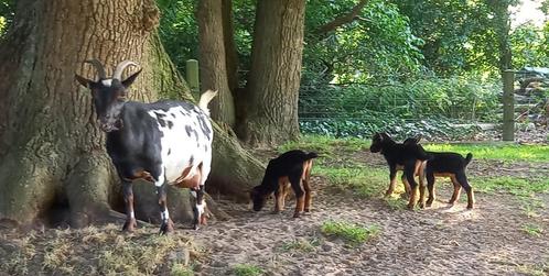 Dwerggeit black&tan stippel met 3 lammetjes CAE en CL-vrij, Dieren en Toebehoren, Schapen, Geiten en Varkens, Geit, Vrouwelijk