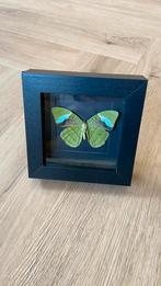 Vlinder opgezet taxidermie Nessaea Hewitsonii in 3d lijst, Ophalen of Verzenden, Nieuw, Insect, Opgezet dier