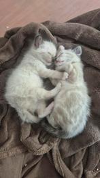 Prachtige Siamees red point aangeboden, Dieren en Toebehoren, Katten en Kittens | Raskatten | Korthaar, Kater, Ontwormd