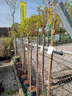 Bolacacia, robinia, Tuin en Terras, Planten | Bomen, Ophalen of Verzenden