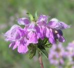 Zaden roze Brandkruid/Etage plant - Phlomis tuberosa, Verzenden, Volle zon