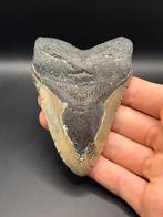 Megalodon haaientand 10.2 centimeter, Ophalen of Verzenden, Fossiel
