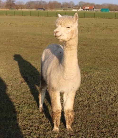 alpaca merrie, Dieren en Toebehoren, Overige Dieren, Vrouwelijk