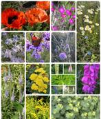 Zadenpakket vaste planten pluktuin, Verzenden, Volle zon