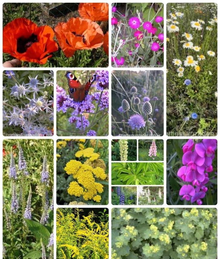 Zadenpakket vaste planten pluktuin, Tuin en Terras, Bloembollen en Zaden, Volle zon, Verzenden